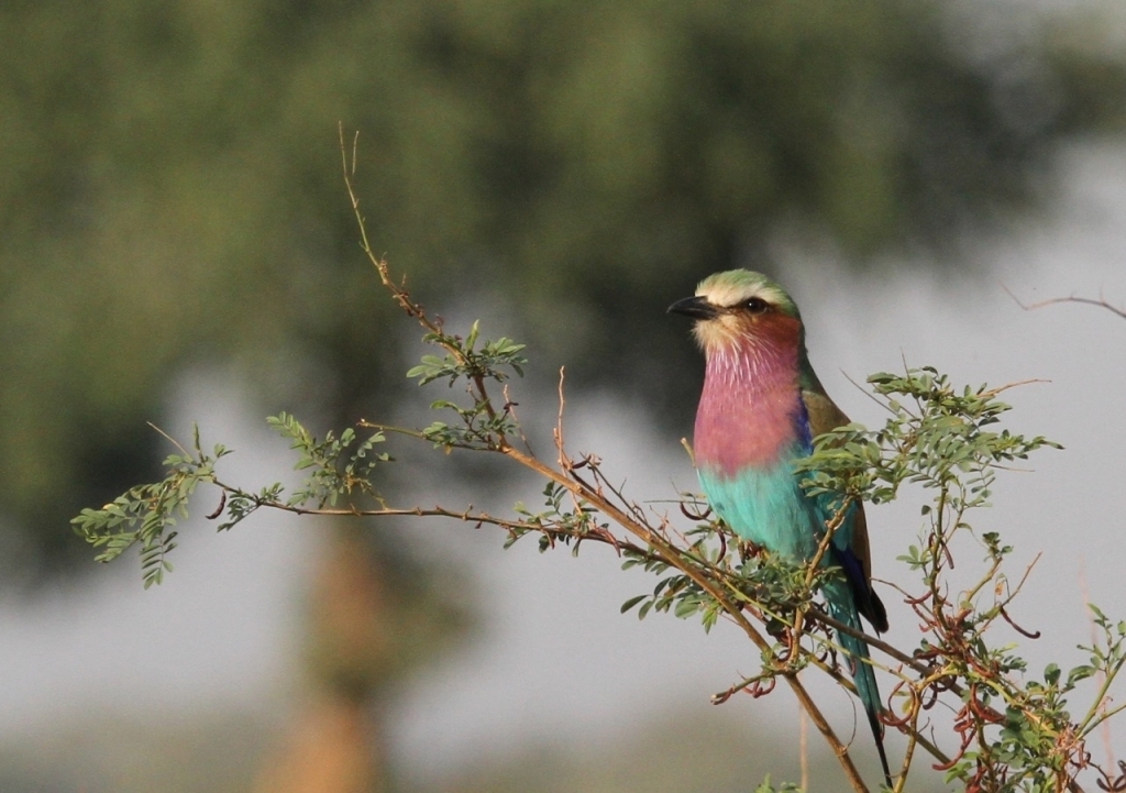 Beautiful Lilac-Breasted Roller