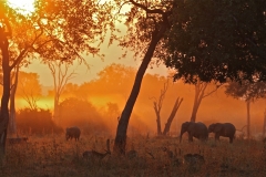 Sunset at the Lion Camp, Luangwa Valley