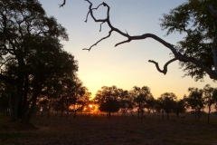 African sunset Kapani Lodge, Luangwa Valley