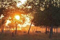 Animals returning home at dusk (Lion Camp)