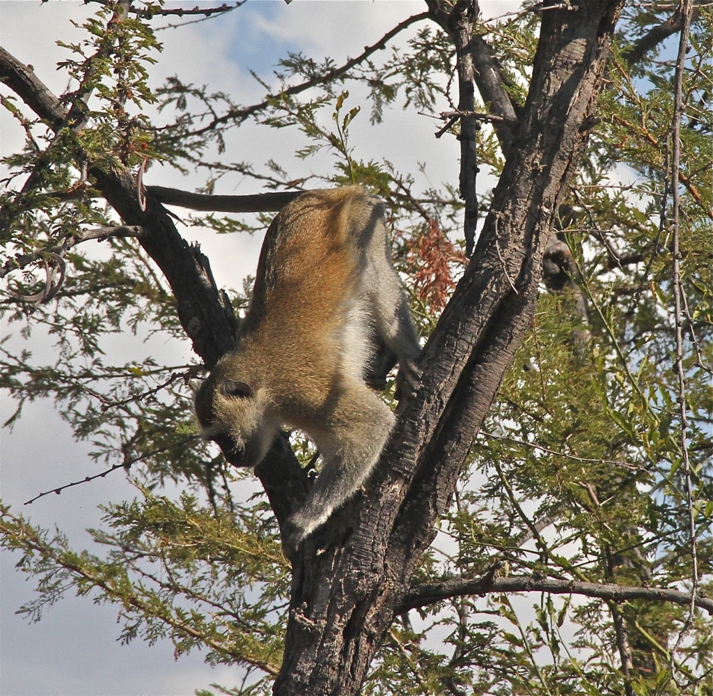 A Zambian monkey 