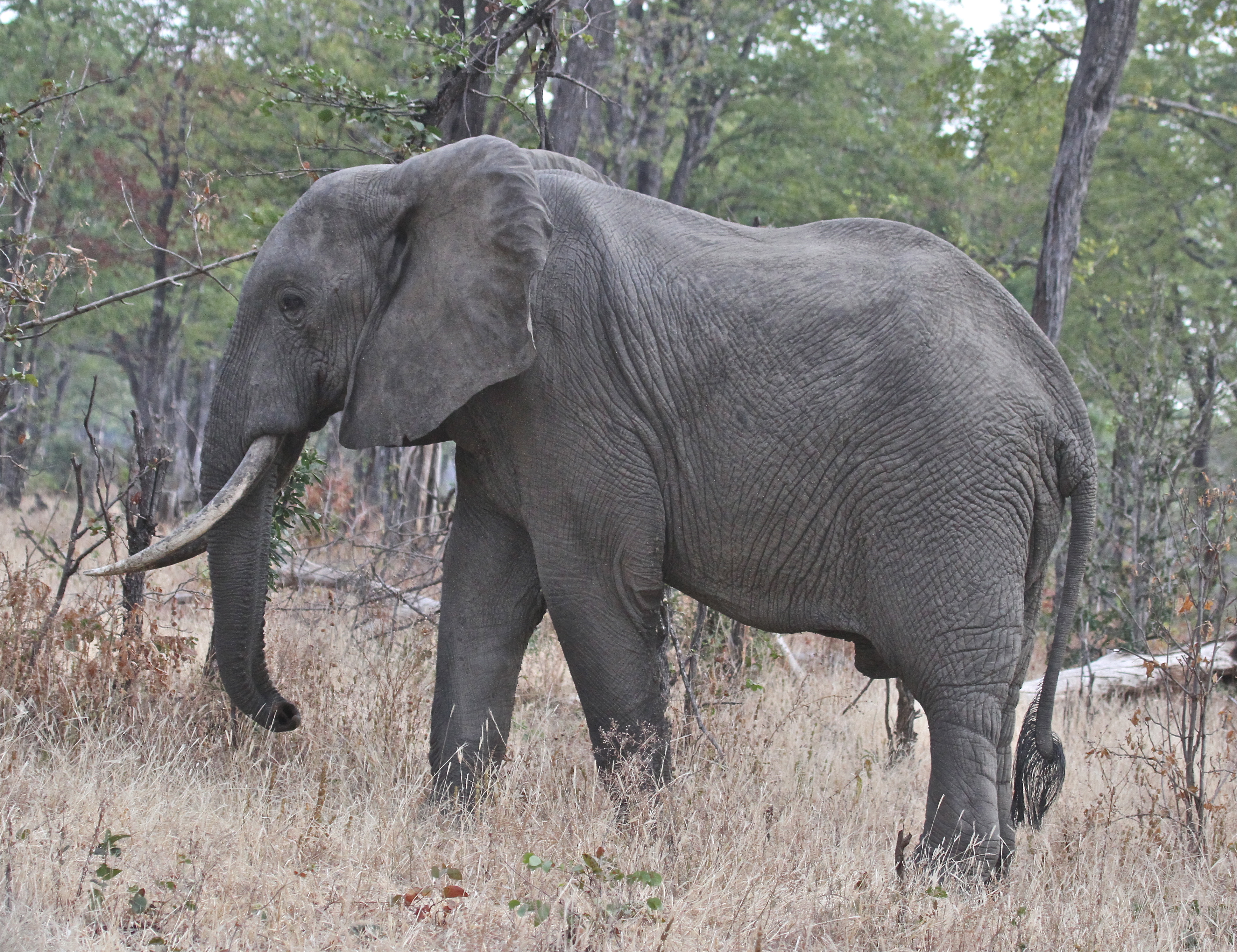 A heavy-footed elephant