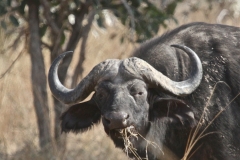 Close up of a buffalo