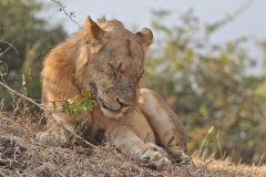 Lions, South Luangwa Valley, Zambia