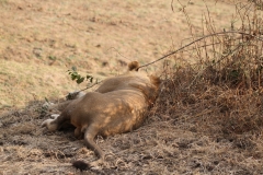 Lion Asleep