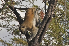 A Zambian monkey