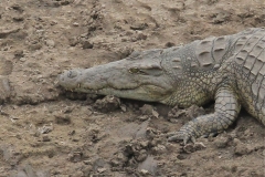 Crocodile, Luangwa River