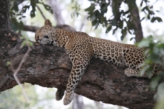 A Leopard Relaxing