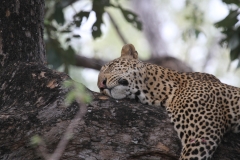A Leopard Relaxing again