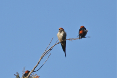 Birds Shiwa Ng'andu, Zambia
