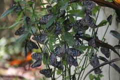 Keralan Butterflies