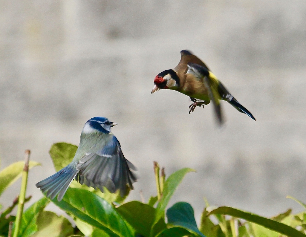 A Blue Tit and a Goldfinch