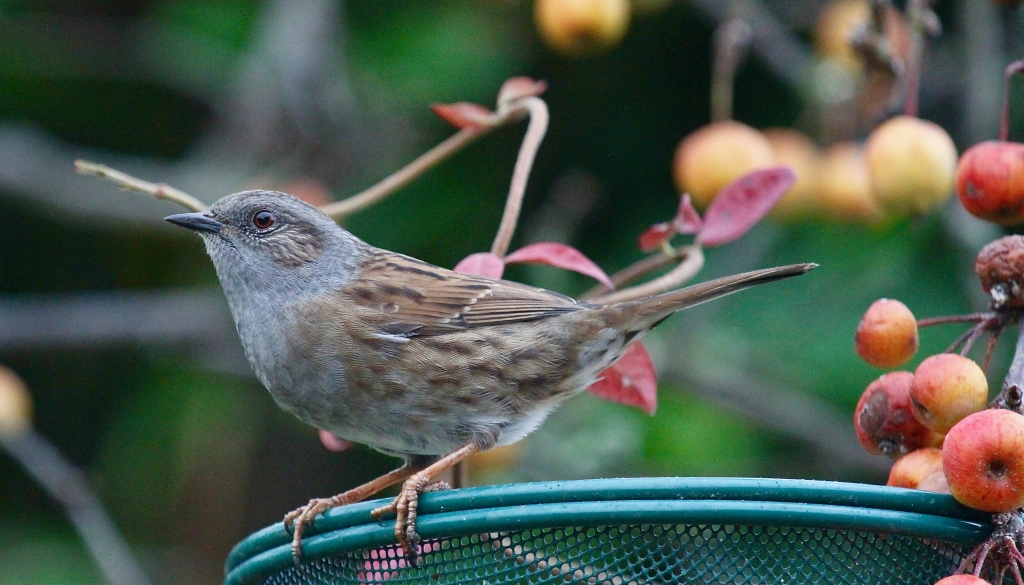 Dunnock at Crown Cottage