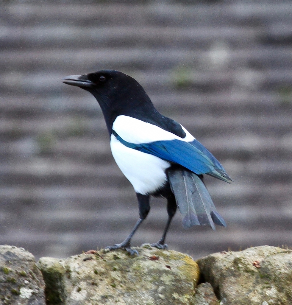 Magpie for RSPB Garden Bird Watch 2017