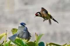 A Blue Tit and a Goldfinch