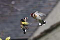 Goldfinches arguing