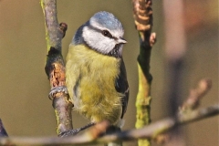 Blue Tit in the Sunshine
