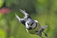 Blue Tit with a Mission