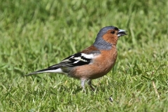 Chaffinch on the grass