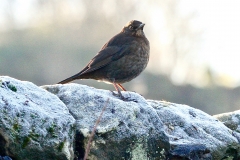 Female Blackbird in Crown Cottage garden