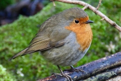 Robin, in Crown Cottage garden