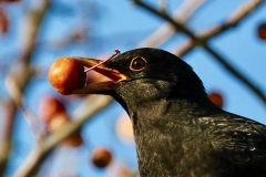 Blackbird enjoying the crabapples