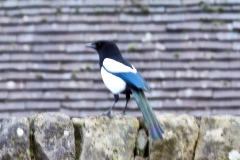 Magpie in Crown Cottage garden