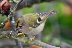 A Goldcrest - the smallest bird in the UK