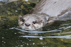 Otter London Wetlands July 2015