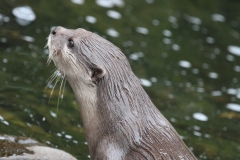Another Otter London Wetlands July 2915