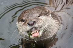 Otter eating,  London Wetlands July 2015
