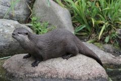Otter on a rock London Wetlands July 2015