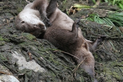 Otters playing London Wetlands July 2015