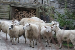 A Sheep Invasion at Orchard Farm