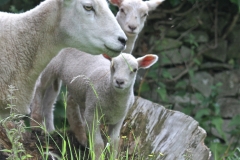 Parwich sheep July 2015