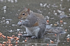 A soggy but happy squirrel