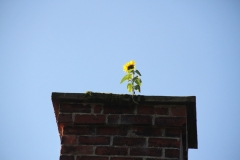 A Sunflower in a Parwich Chimney