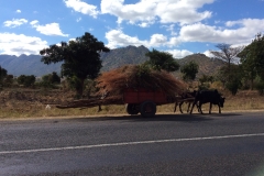 Rather overloaded oxcart Malawi