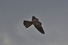 A Kestrel in flight