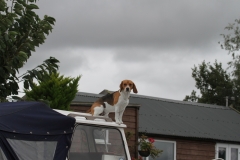 A nautical Beagle