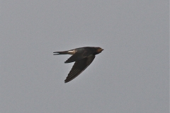A late swallow on the Broads