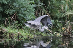 A heron with a catch