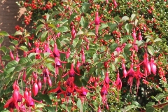 Luxuriant Fuchsia