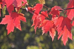 Fiery Red Autumn leaves