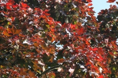 The leaves are turning red