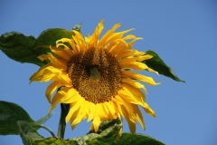 Sunflower, against a cloudless blue sky
