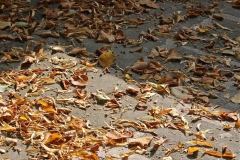 More dead leaves to sweep up!