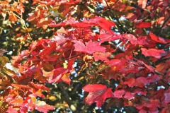 Fiery red autumn leaves in Parwich