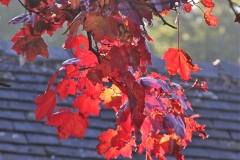 Fiery red autumn leaves in Parwich