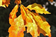 Golden Oak leaves